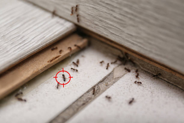 Best Flea Control Services  in Walton, KY