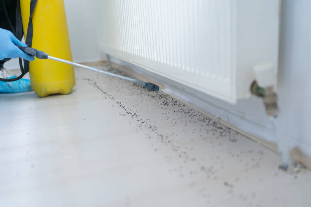 Best Pest Prevention Services  in Walton, KY