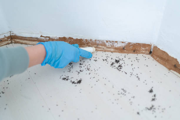Best Emergency Pest Control  in Walton, KY