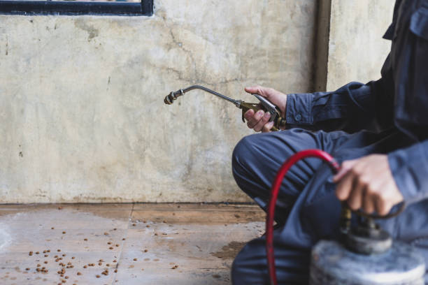 Best Affordable Pest Control Services  in Walton, KY